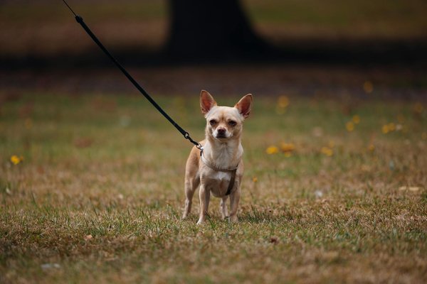 Les récentes études sur le comportement des animaux sauvages