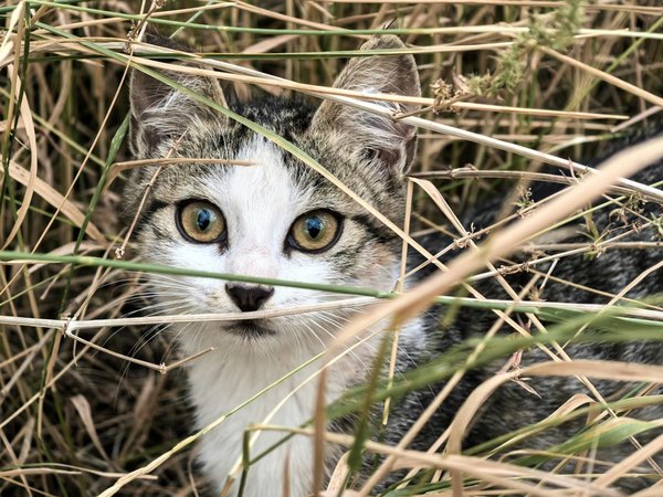 Les répercussions de l'élevage intensif sur le bien-être animal