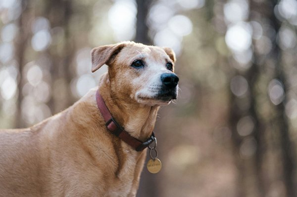 Conseils pratiques pour éduquer et comprendre votre chien