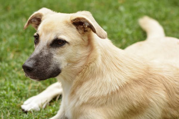 Gouttes oreilles chien : un soulagement rapide contre l'otite